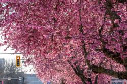 开云体育APP下载-关于温哥华队绽放风采攀升欧洲杯众望所归的信息